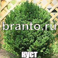 Слова: что на картинке найти ответы