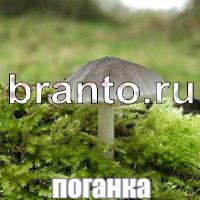 Слова что на картинке ответы скриншоты