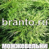 Слова что на картинке