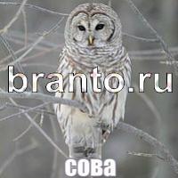 Слова: что на картинке? ответы