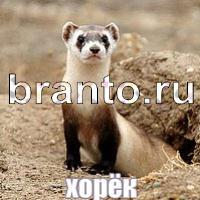 Слова: что на картинке? ответы в картинках