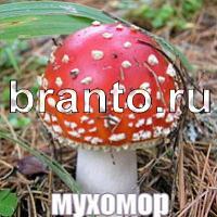 Слова: что на картинке решения