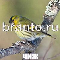 Слова: что на картинке