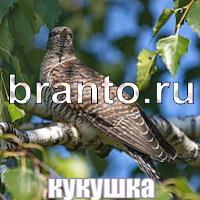 Слова: что на картинке ответы