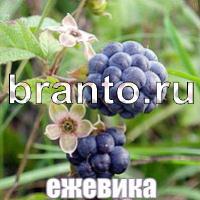 Слова что на картинке решения форум