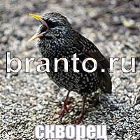 Слова что на картинке