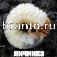 Слова что на картинке решения