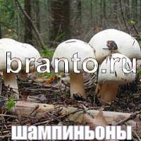 ответы на игру Слова: что на картинке?