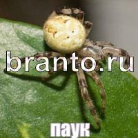 Слова: что на картинке? ответы