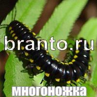 Игра Слова: что на картинке?