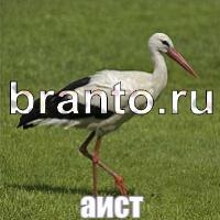 Слова: что на картинке? ответы в картинках