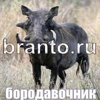 Слова что на картинке решения