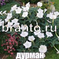 Слова что на картинке одноклассники ответы