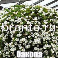 игра Слова что на картинке найти помощь