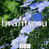 Игра Слова: что на картинке?