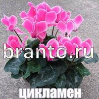 Слова что на картинке решения на все уровни