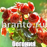 Слова: что на картинке