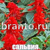 Слова что на картинке решебник