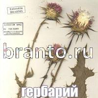 ответы на игру Слова: что на картинке?