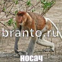 Слова: что на картинке?