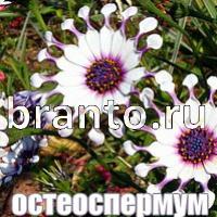 Слова: что на картинке ответы в картинках