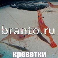 ответы на игру Слова: что на картинке?