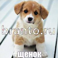 Слова: что на картинке? ответы