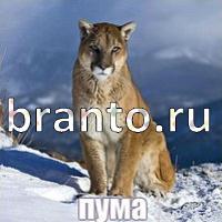 Слова: что на картинке решения