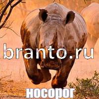 Слова: что на картинке ответы