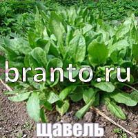 Слова что на картинке