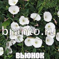 ответы на игру Слова что на картинке?