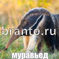 Слова что на картинке решения