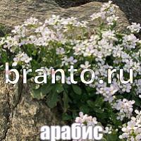 Слова что на картинке