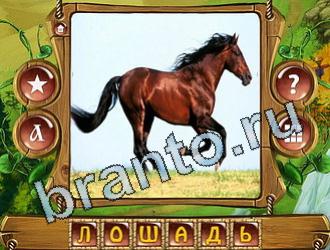 Закадри короля ответы уровень 797