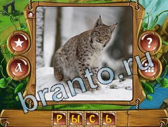 ответы приложение Закадри короля уровень 895