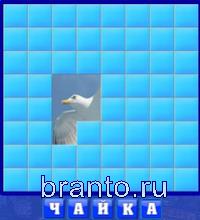 5 букв: чайка