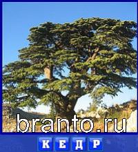 Словоед Узбекистан ответы