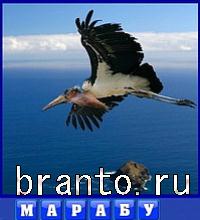 Словоед Ирландия ответы