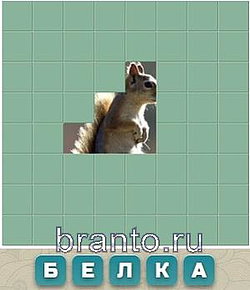Словария решения: белка