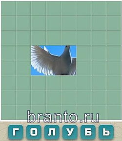 Словария решения: голубь
