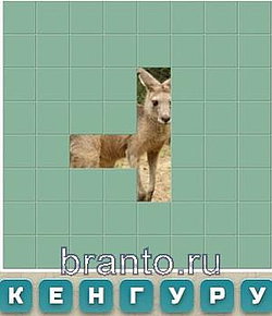 Словария, ответы в картинках: кенгуру