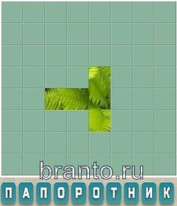 Словария решения: папоротник