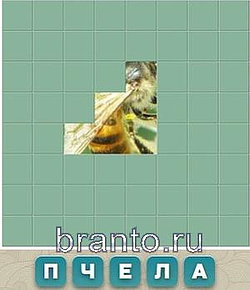 Словария решения: пчела