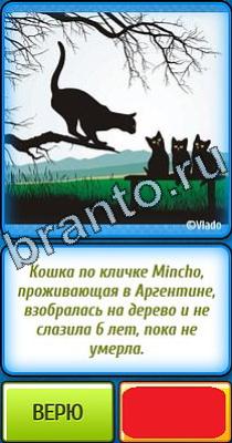 Ты не поверишь ответы Уровень 308