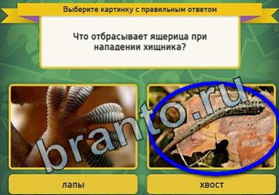 Выбирайка игра ответы Уровень 1583