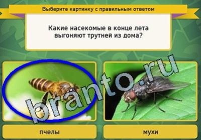 Выбирайка игра подсказки Уровень 1694