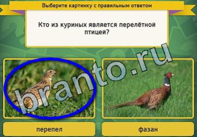 Выбирайка игра подсказки Уровень 1794