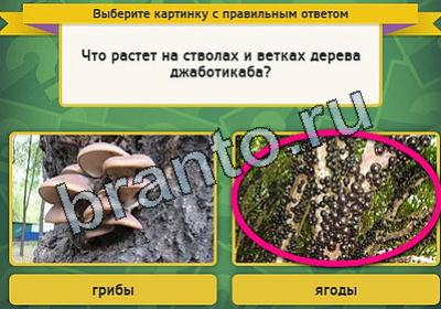 Игра Выбирайка подсказки Уровень 1938