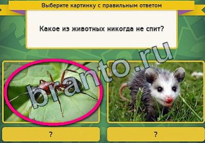 Игра Выбирайка ответы Уровень 1977