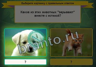 ответы к игре Выбирайка Уровень 2435